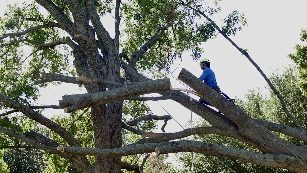Professional Crown Thinning performed by certified arborists in Caney