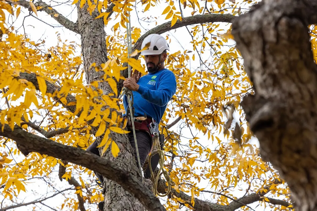Skilled Dead Tree Removal crew working in Caney